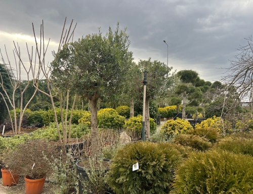 A Next-Generation Nursery System for Green Uzbekistan-16 March 2026